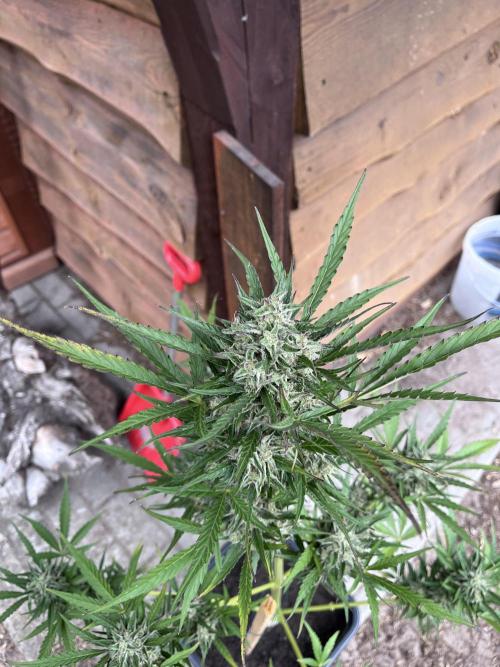 Cherry Punch Auto. Week 12