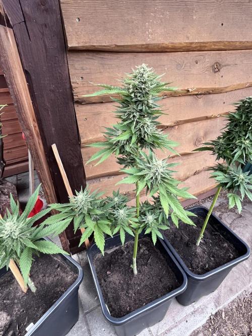 Gigabrain Auto. Week 8
