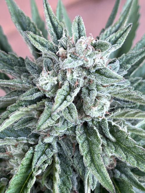Gigabrain Auto. Week 8
