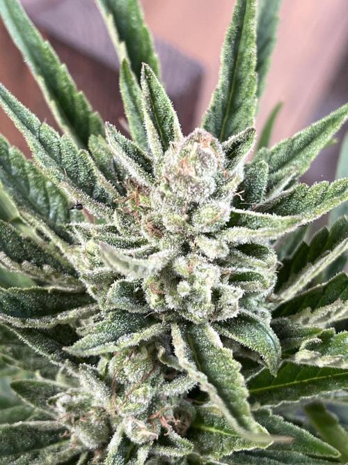 Gigabrain Auto. Week 8
