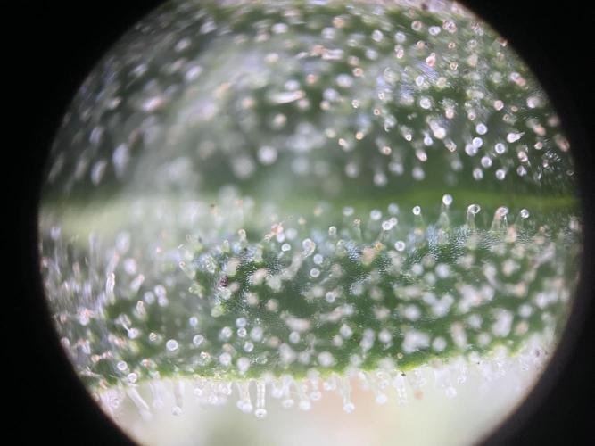 Gigabrain Auto. Week 8