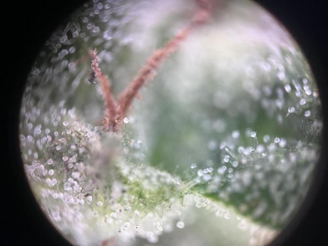 Gigabrain Auto. Week 8