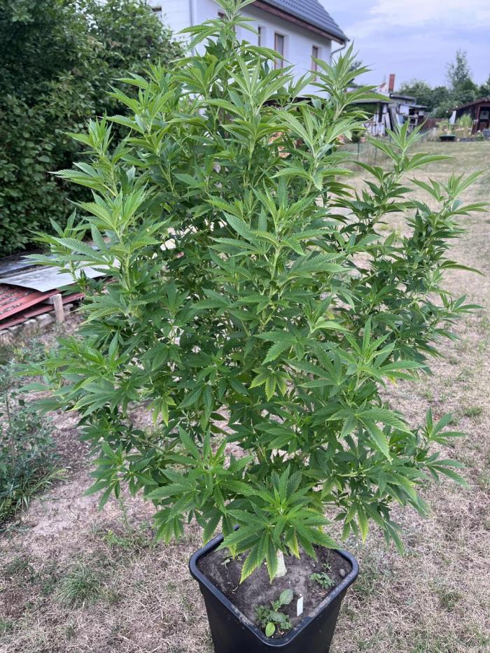 Gelato #45. Week 20