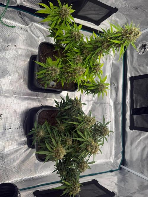 Cookies Gelato Automatic. Week 12