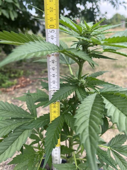 Purple Sunset Auto. Week 6