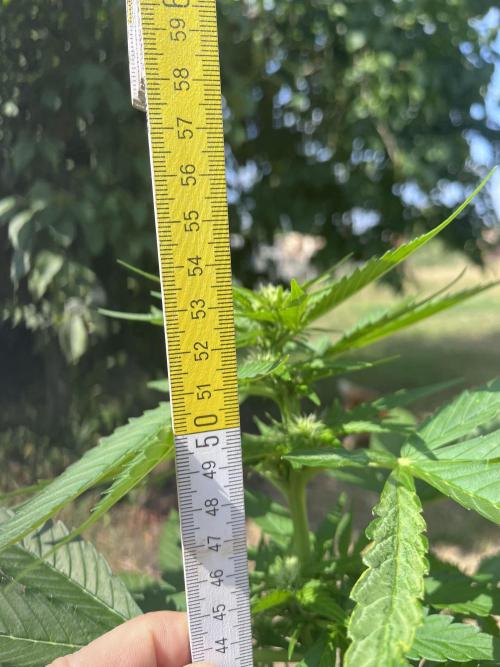 Purple Sunset Auto. Week 6