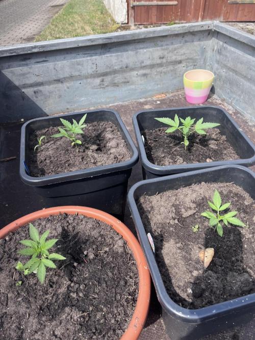 Mandarin Cookies Auto. Week 3