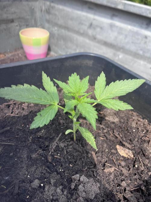 Mandarin Cookies Auto. Week 3