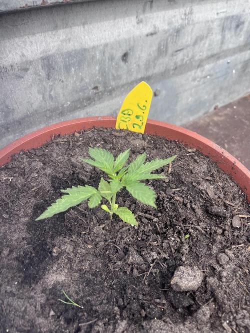 Alpine Delight CBD. Week 3