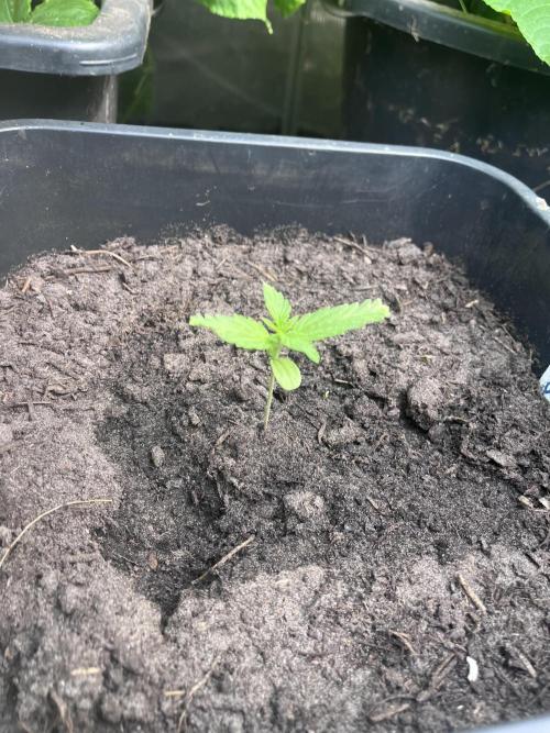 Sunset Sherbert Auto. Week 3