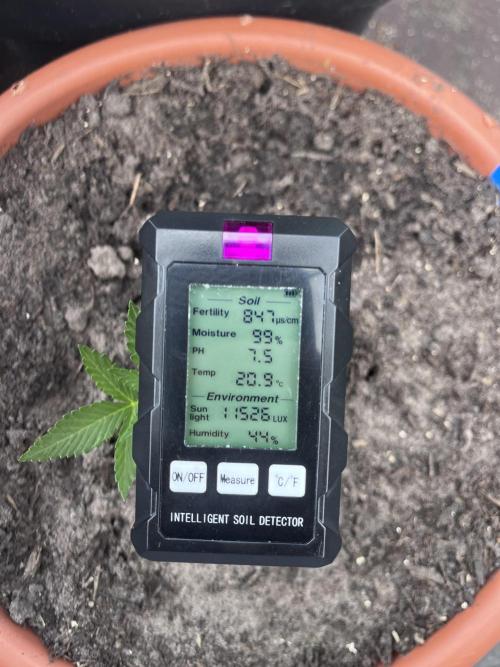 Mandarin Cookies Auto. Week 3