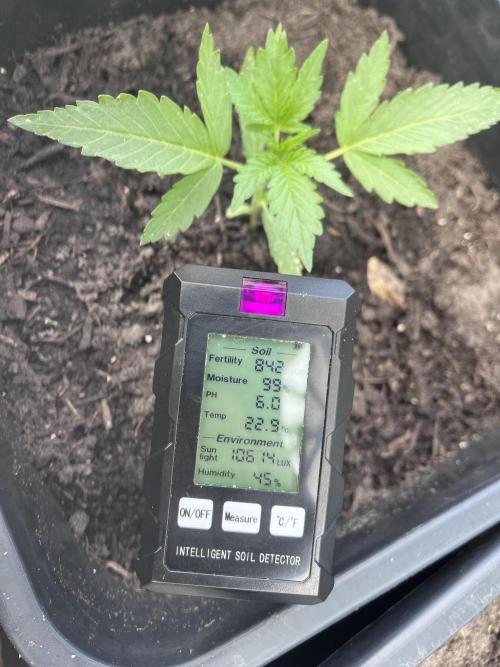 Mandarin Cookies Auto. Week 3