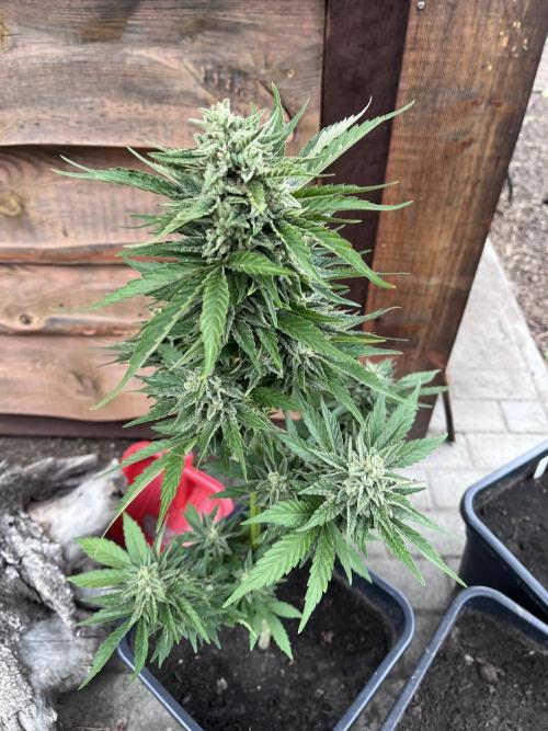Gigabrain Auto. Week 9