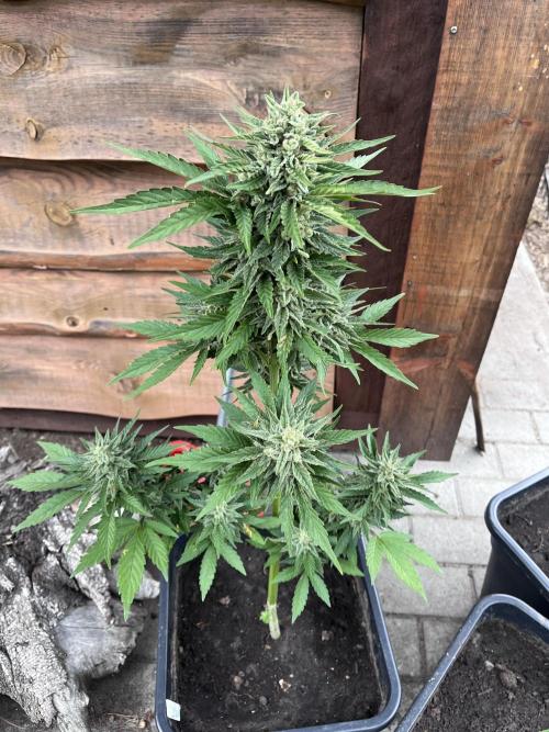 Gigabrain Auto. Week 9