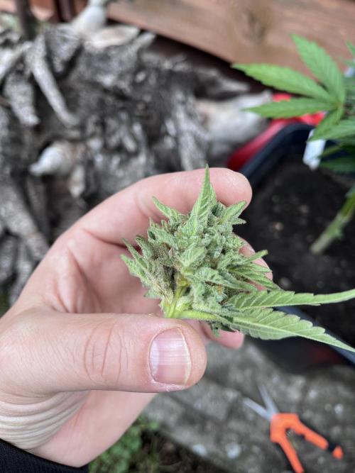 Gigabrain Auto. Week 9
