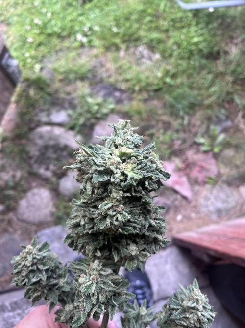 Gigabrain Auto. Week 9