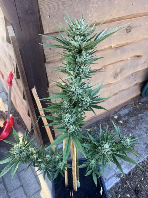 Gigabrain Auto. Week 9