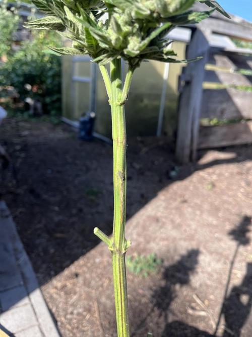 Gigabrain Auto. Week 10