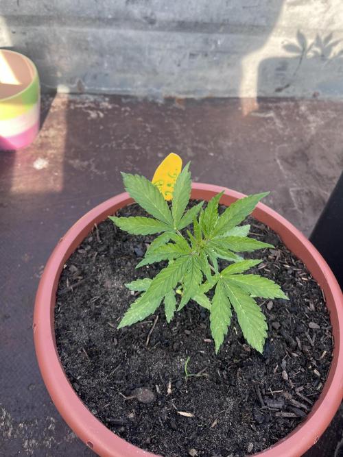 Alpine Delight CBD Auto. Week 4