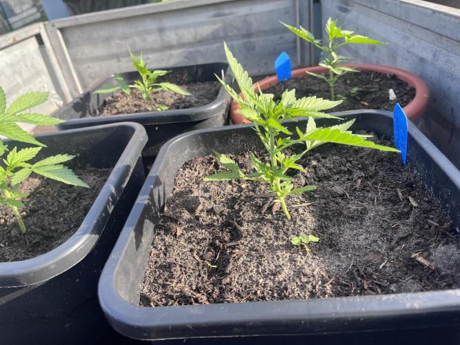Mandarin Cookies Auto. Week 4