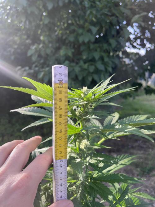 Purple Sunset Auto. Week 7