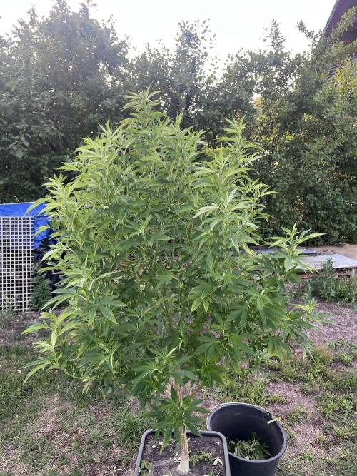 Gelato #45. Week 21