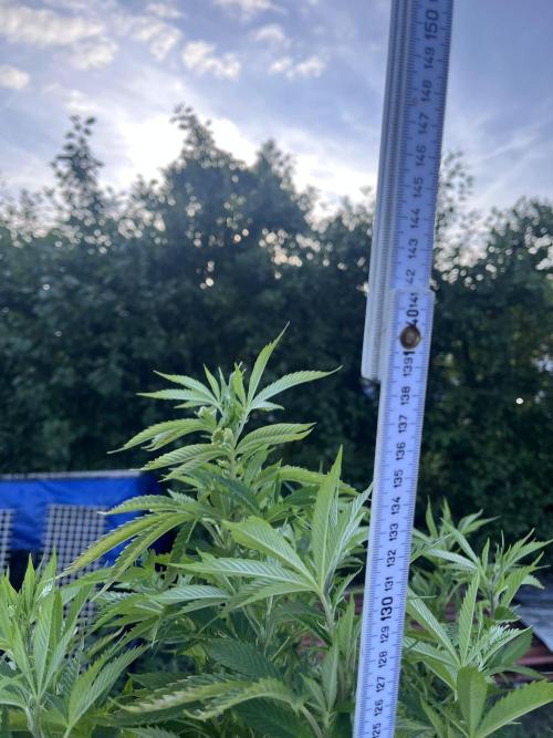 Gelato #45. Week 21