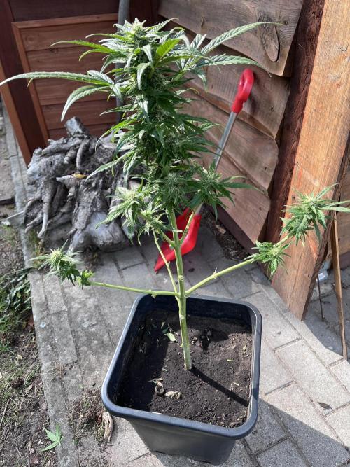 Purple Sunset Auto. Week 8