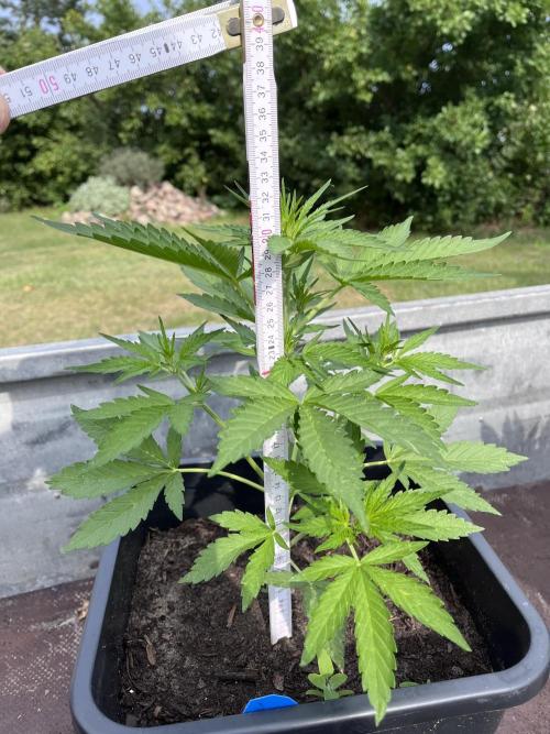 Mandarin Cookies Auto. Week 5