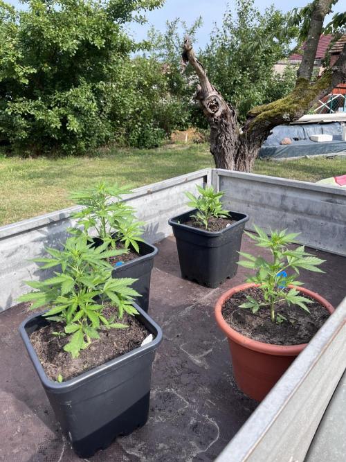 Mandarin Cookies. Week 5