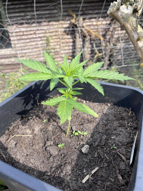 Sunset Sherbert Auto. Week 5