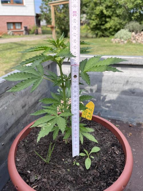 Alpine Delight CBD. Week 5