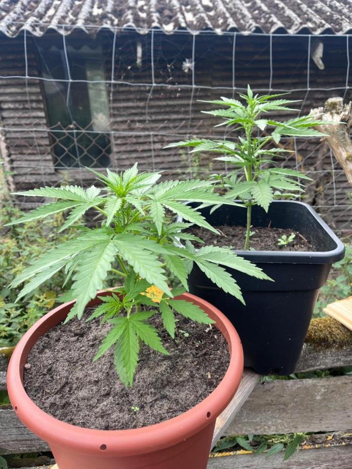Sunset Sherbert Auto. Week 6