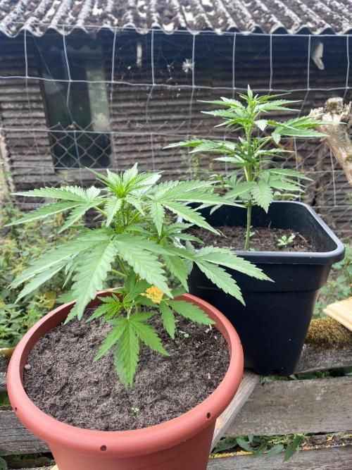 Sunset Sherbert Auto. Week 6