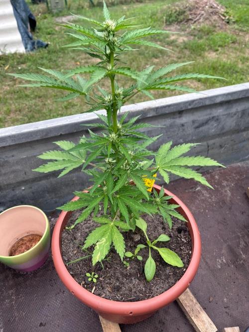 Alpine Delight CBD. Week 6