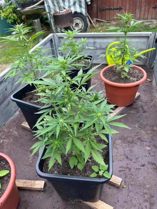 Mandarin Cookies Auto. Week 6