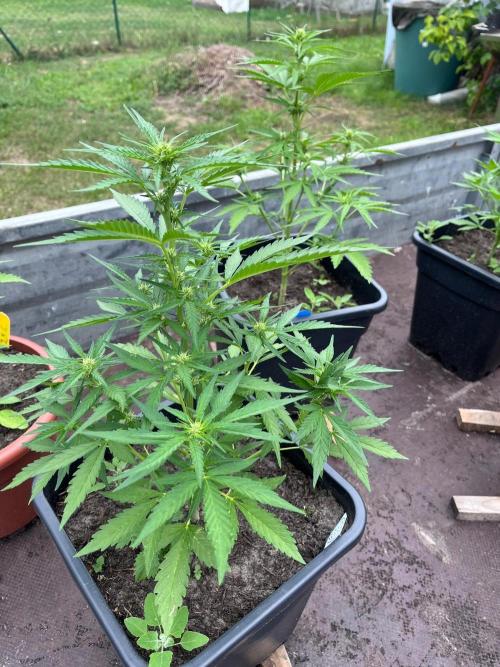 Mandarin Cookies. Week 6