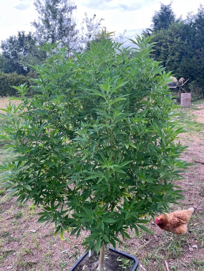 Gelato #45. Week 23