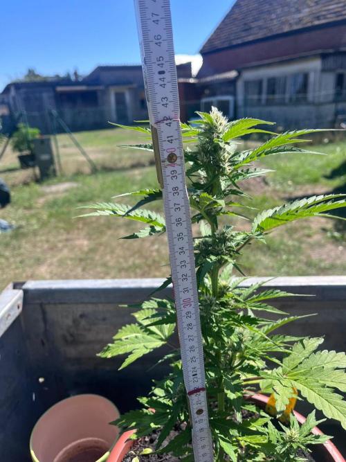 Alpine Delight CBD Auto. Week 7