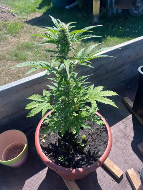Alpine Delight CBD Auto. Week 7