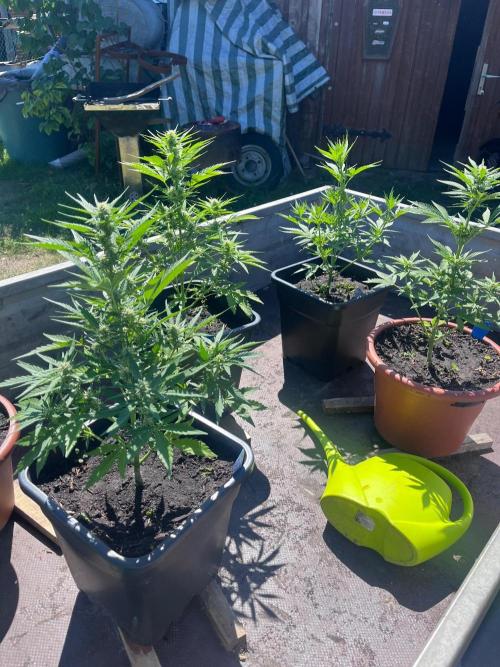 Mandarin Cookies Auto. Week 7