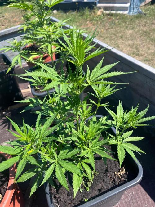 Mandarin Cookies Auto. Week 7