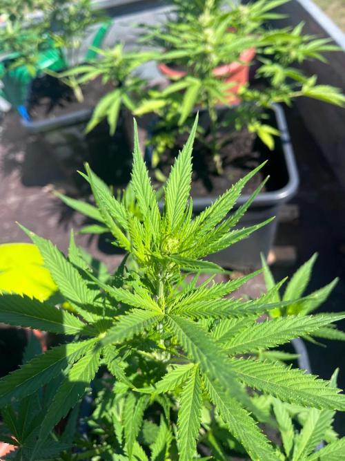 Mandarin Cookies. Week 7
