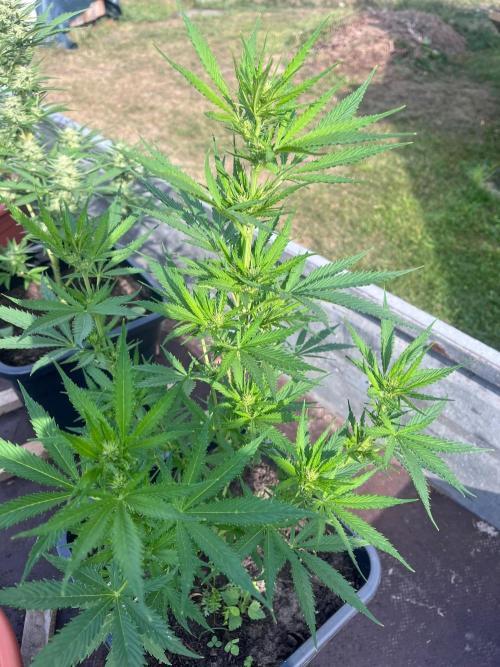 Mandarin Cookies Auto. Week 8
