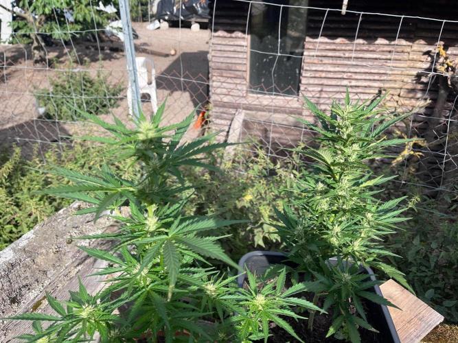 Sunset Sherbert Auto. Week 8