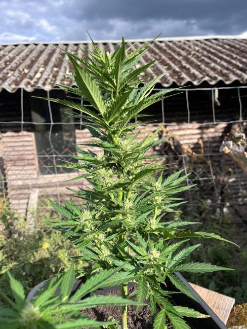 Sunset Sherbert Auto. Week 8