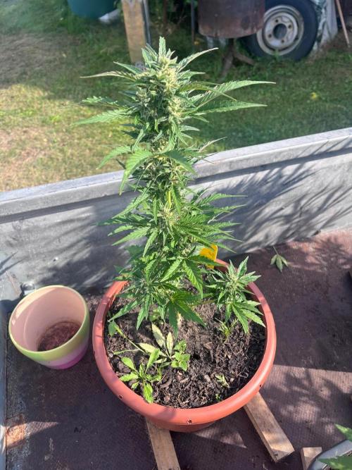 Alpine Delight CBD Auto. Week 8