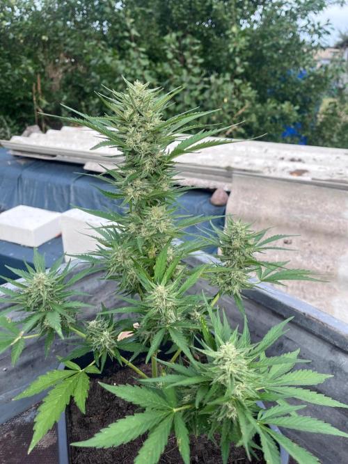 Mandarin Cookies Auto. Week 9