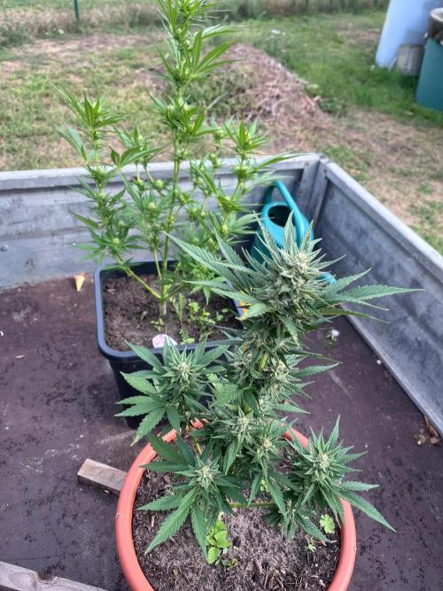 Mandarin Cookies. Week 9