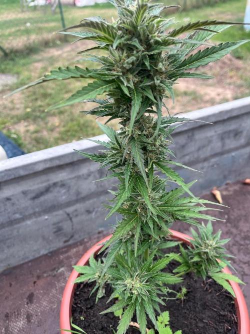 Alpine Delight CBD Auto. Week 9